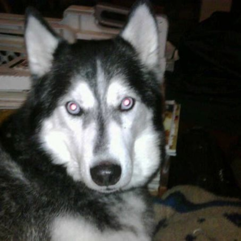 Meet your Posher, Ginger